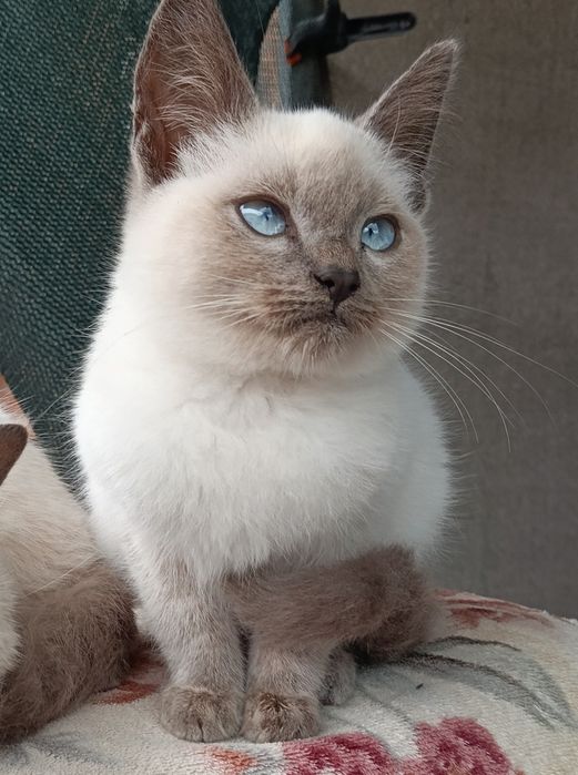 Котенок мальчики