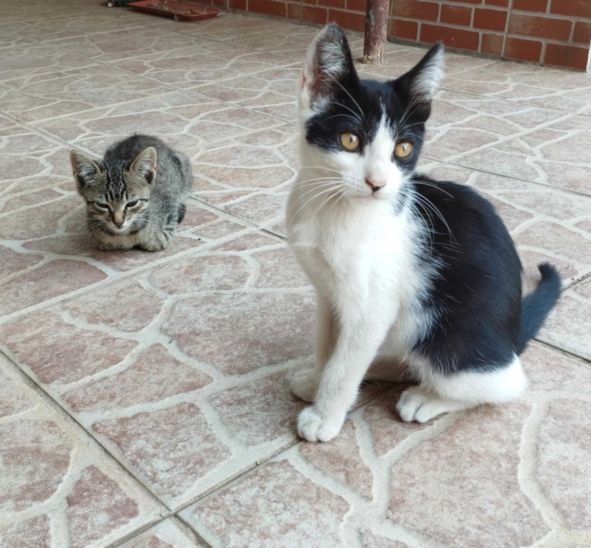 Gatinhos machos adoção