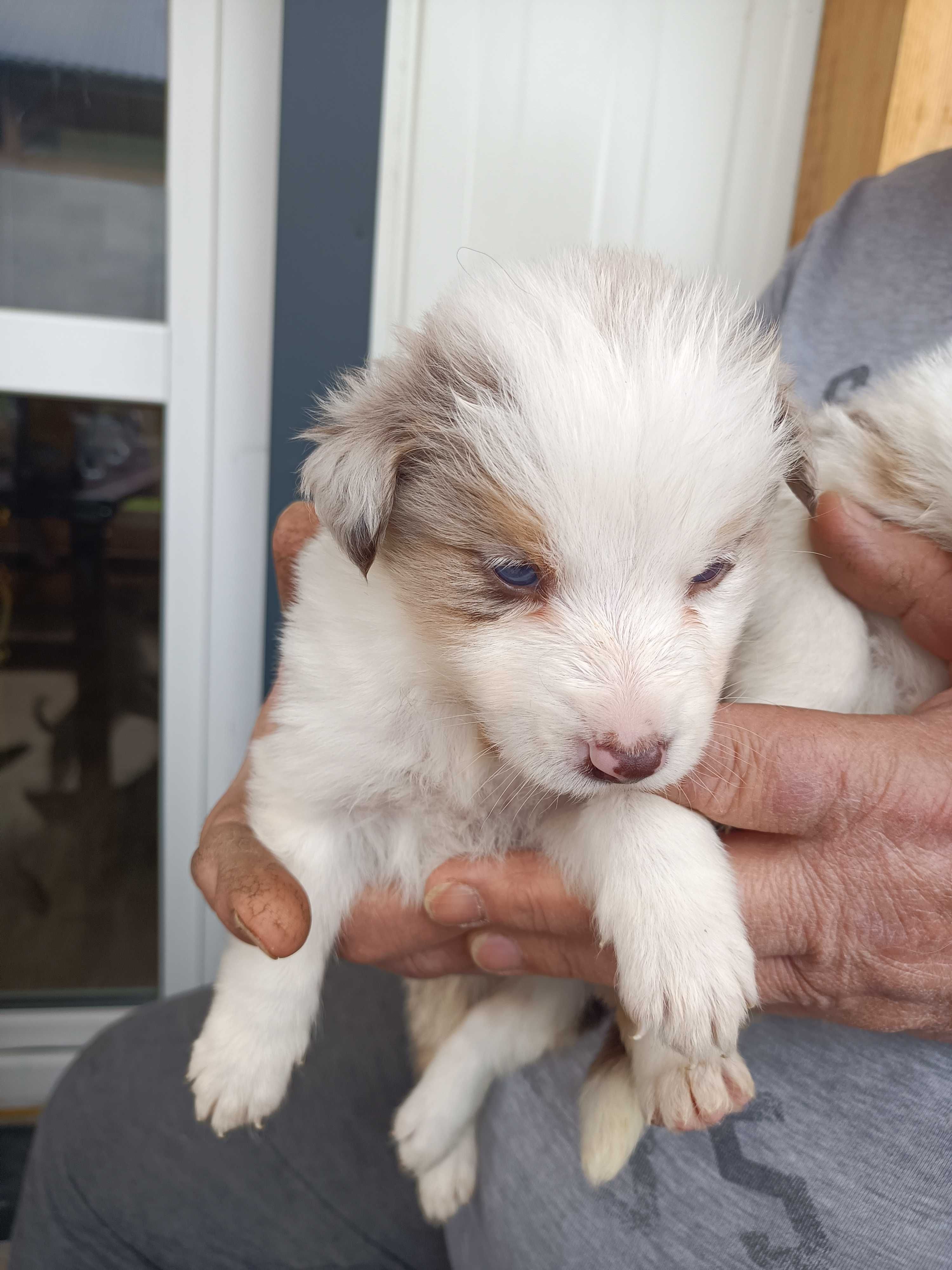 Border Collie Red Merle Tri Color