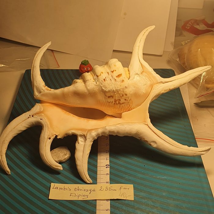 Muszla Lambis Chiraga