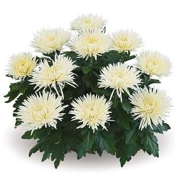 Chryzantemy wielkokwiatowe