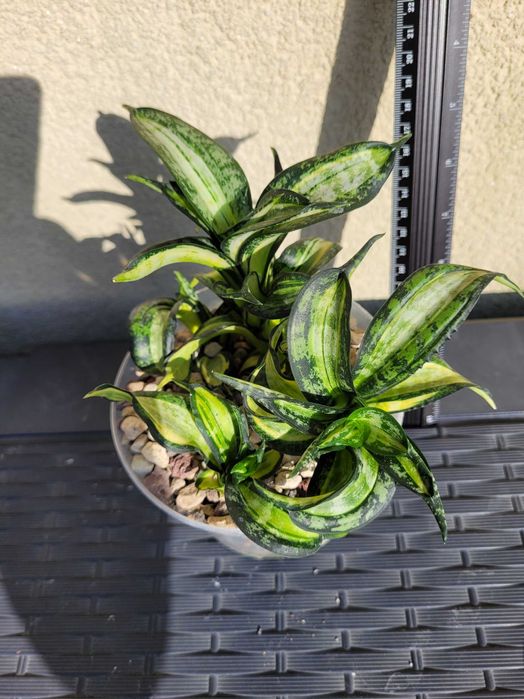 Sansevieria Spiral Star
