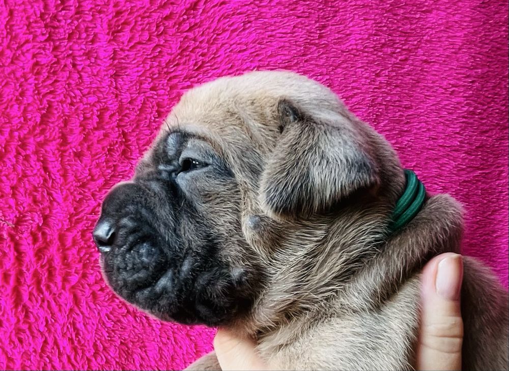 Iria Puma Nero FCI Cane Corso szczenię po GRAND CHAMPIONIE