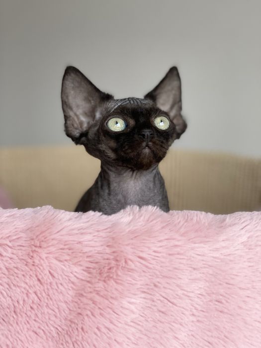 Morgan Calvados*PL   Devon Rex chłopiec  grupa B