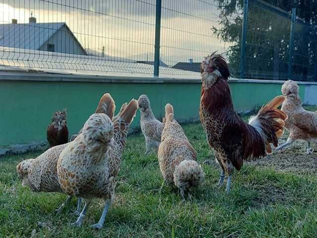 Інкубаційне яйце.(Курчата) Падуан фарфоровий, біле золото. Птиця.
