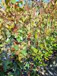 Fotinias, com mais 1,50cm,  2m. Fontinias