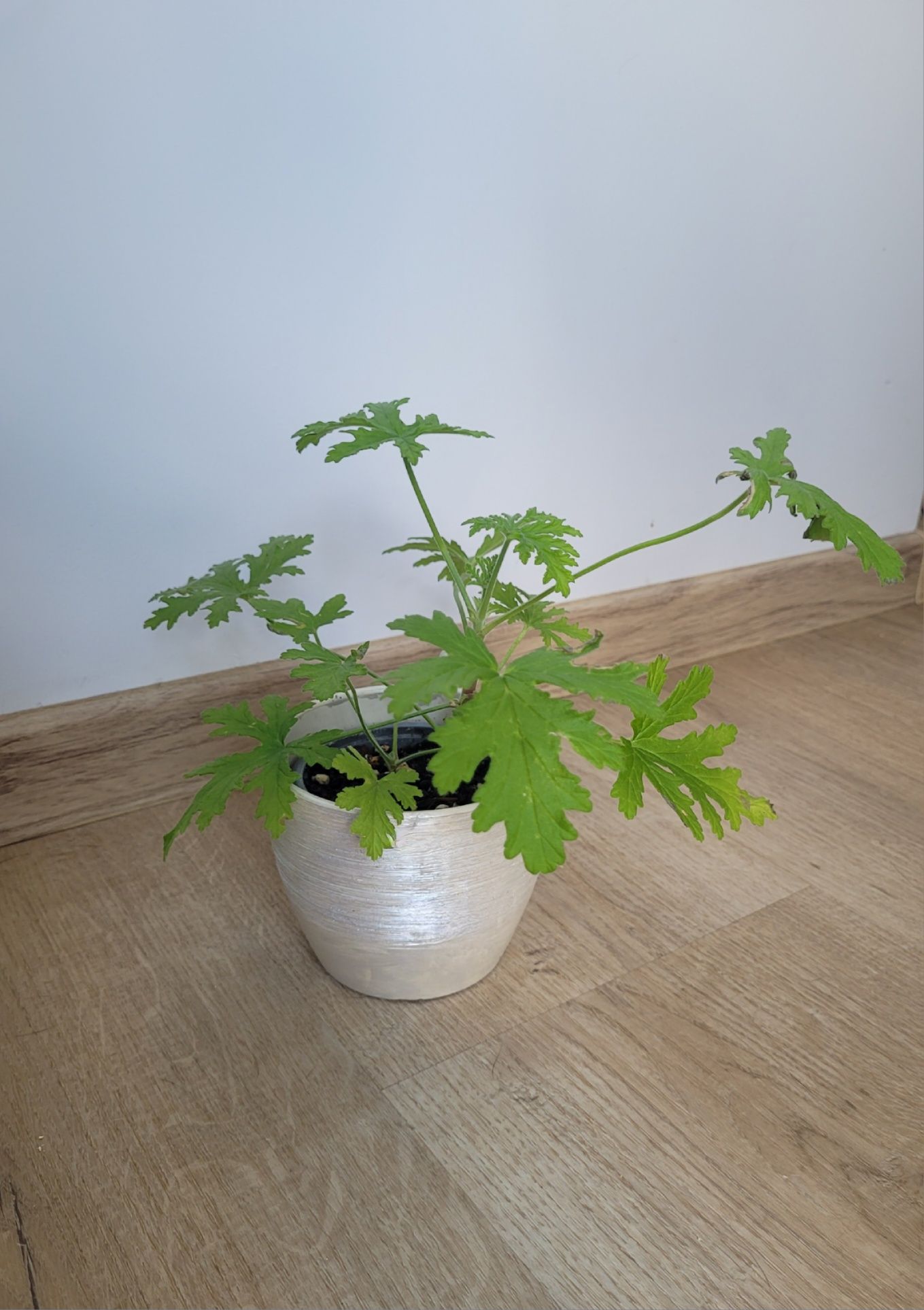 Geranium anginka roślina zielona