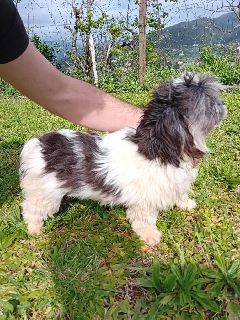 Shih tzu fêmea 8 meses