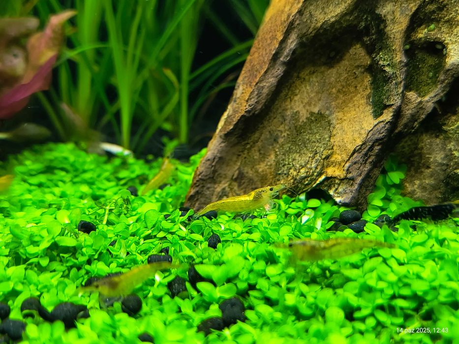 Roślina akwariowa Micranthemum Monte Carlo