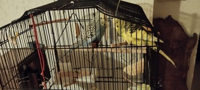 2 papugi faliste z klatką