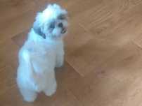 Sprzedam suczkę rasy Shih-Tzu