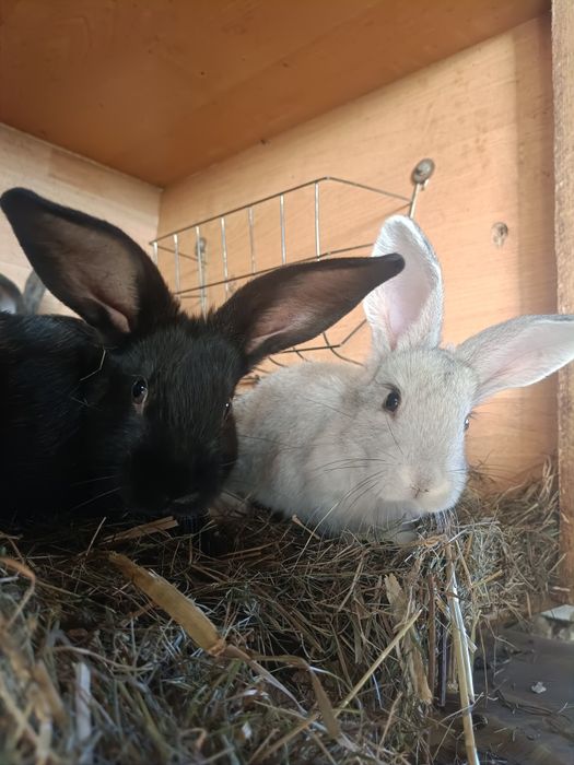 Króliki chodowlane młode