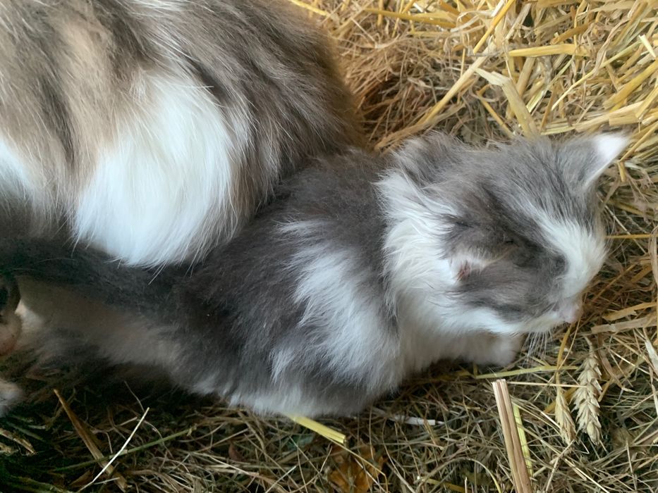 Безкоштовно віддам пухнастих кошенят у добрі руки