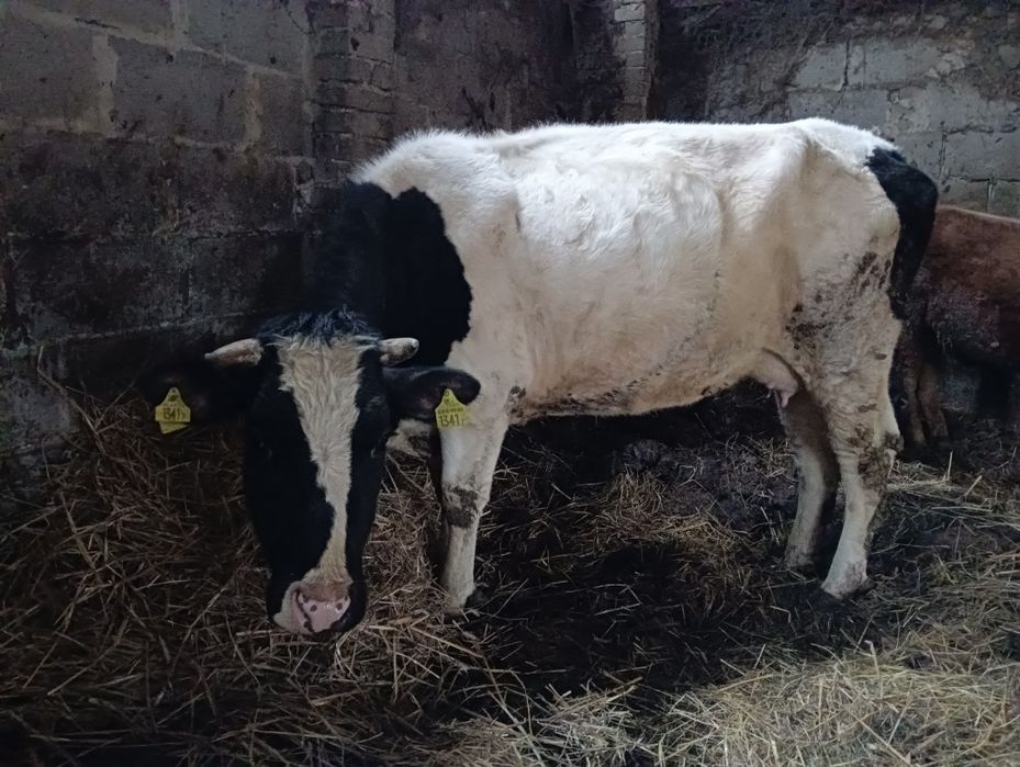 Krowa 3 letnia po pierwszym cielęciu