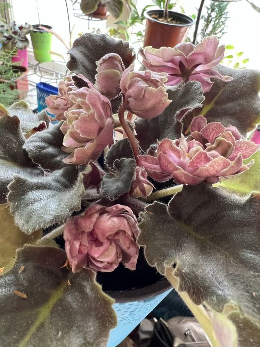 Фиалки, сенполии, листики