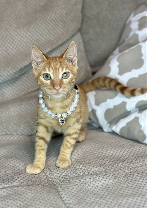 Котик рудий в добрі ручки