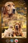 Szczenię golden retriever pies