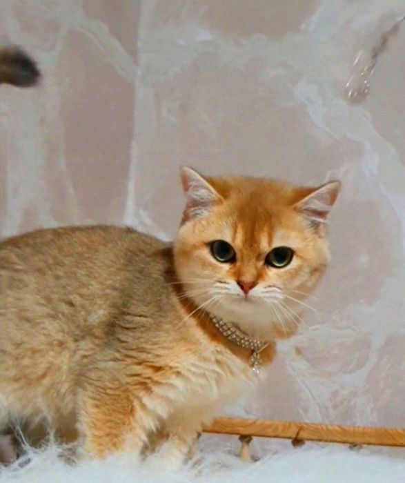 Золота британска шиншила