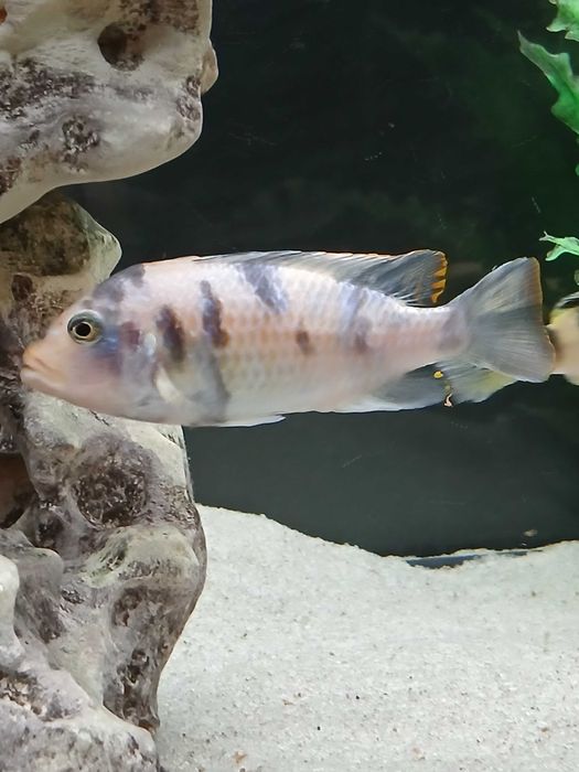 Ciclideo Metriaclima estherae ob