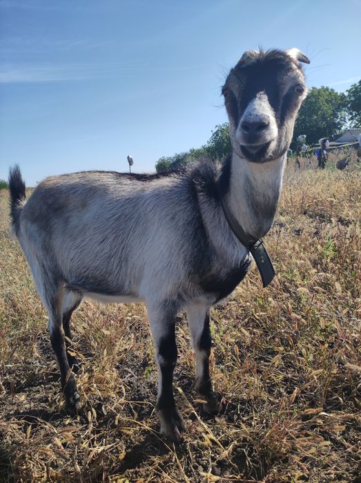 Коза  Лама в продажу
