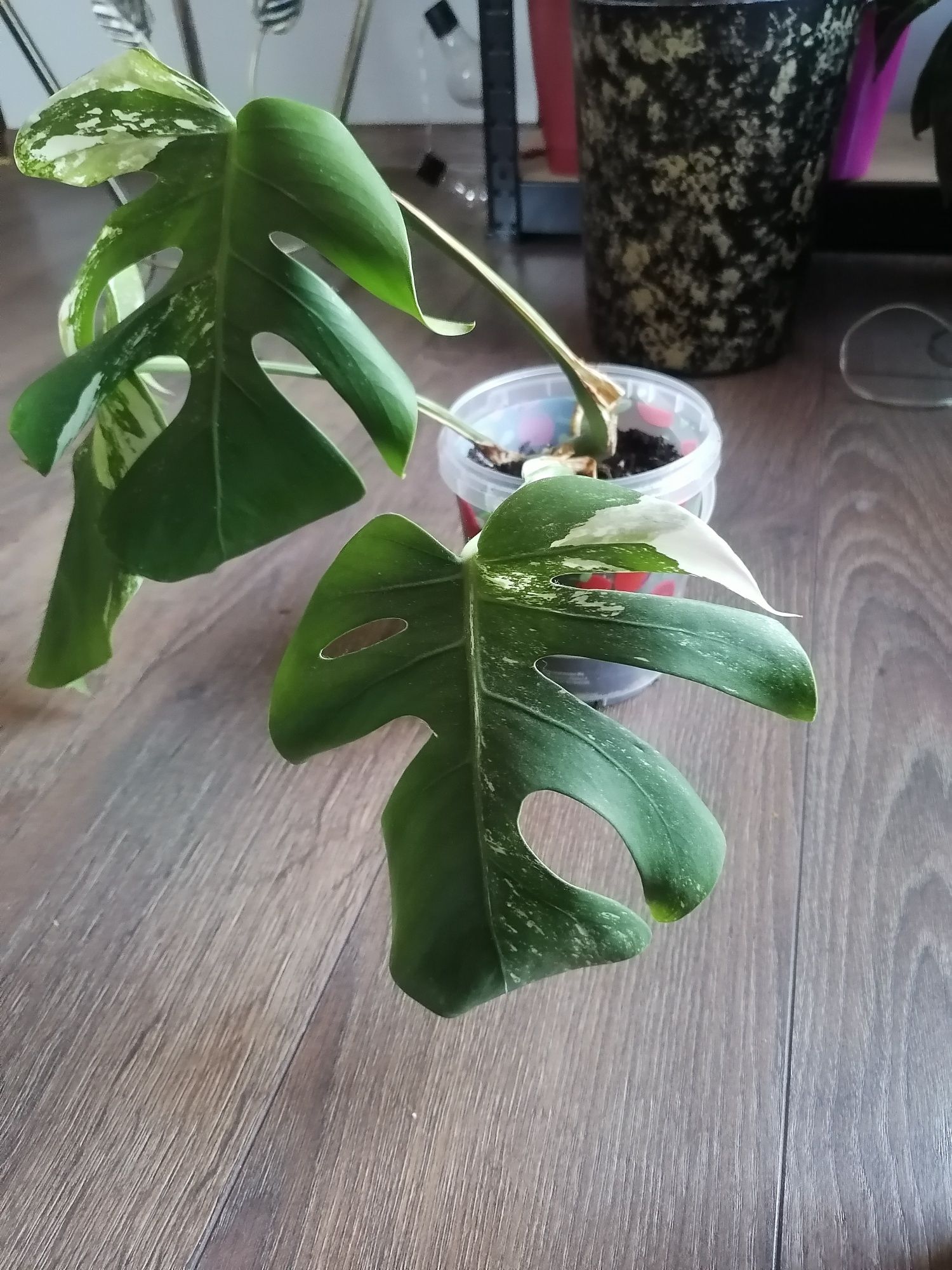 Monstera variegata