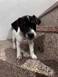 Jack Russell terrier