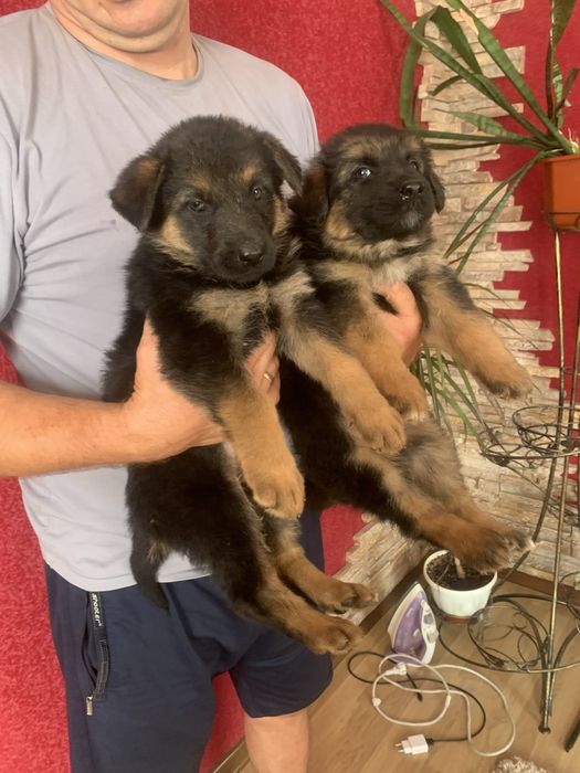 Продам цуценят Німецької вівчарки