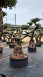 Oliveiras / bonsai