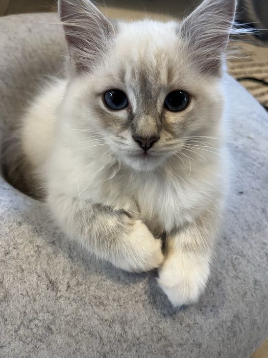 Kotka z rodowodem Ragdoll