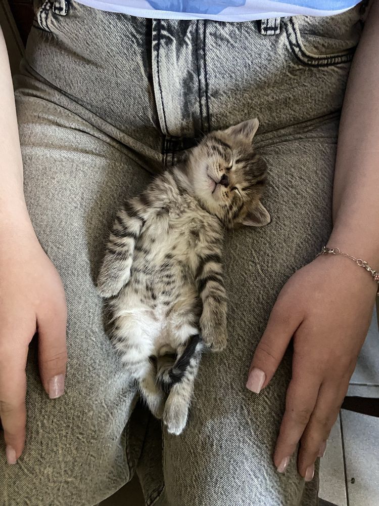 Віддам двух котиків(м.Бровари)