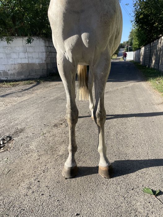 3,5 letni ogierek czystej krwi arabskiej