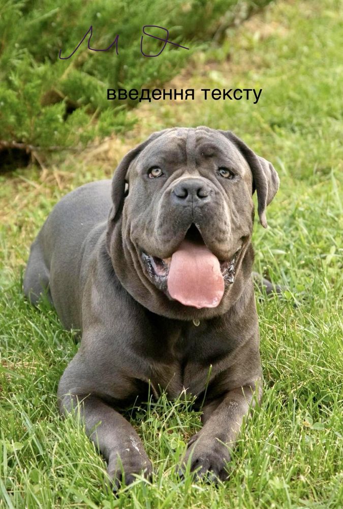 Львівські малюки-офційного питомника(Cane corso)