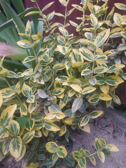 Бересклет бардюрний, вющий.