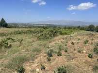 Terreno-Quinta em Caria 5 Hectares Vinha Rustico/Urbano