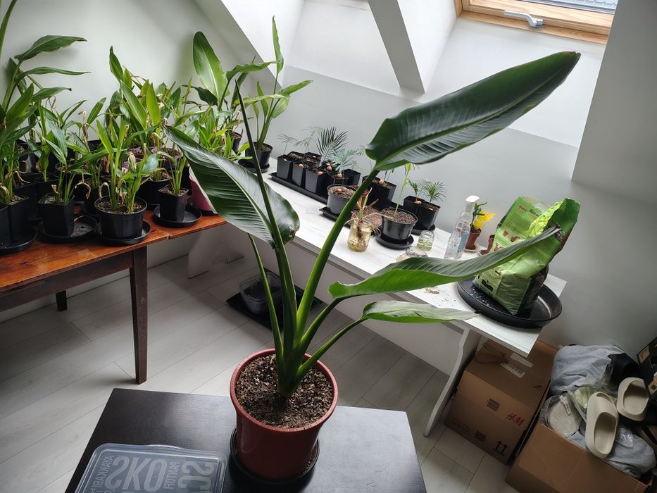 Ravenala Madagascariensis - drzewo podróżnika -Pielgrzan madagaskarski