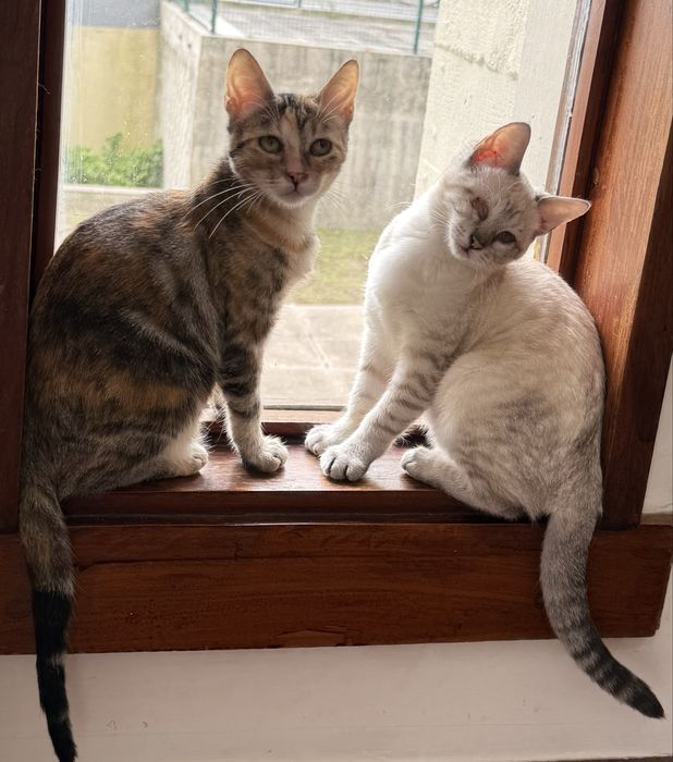 Duas gatas para adoção conjunta