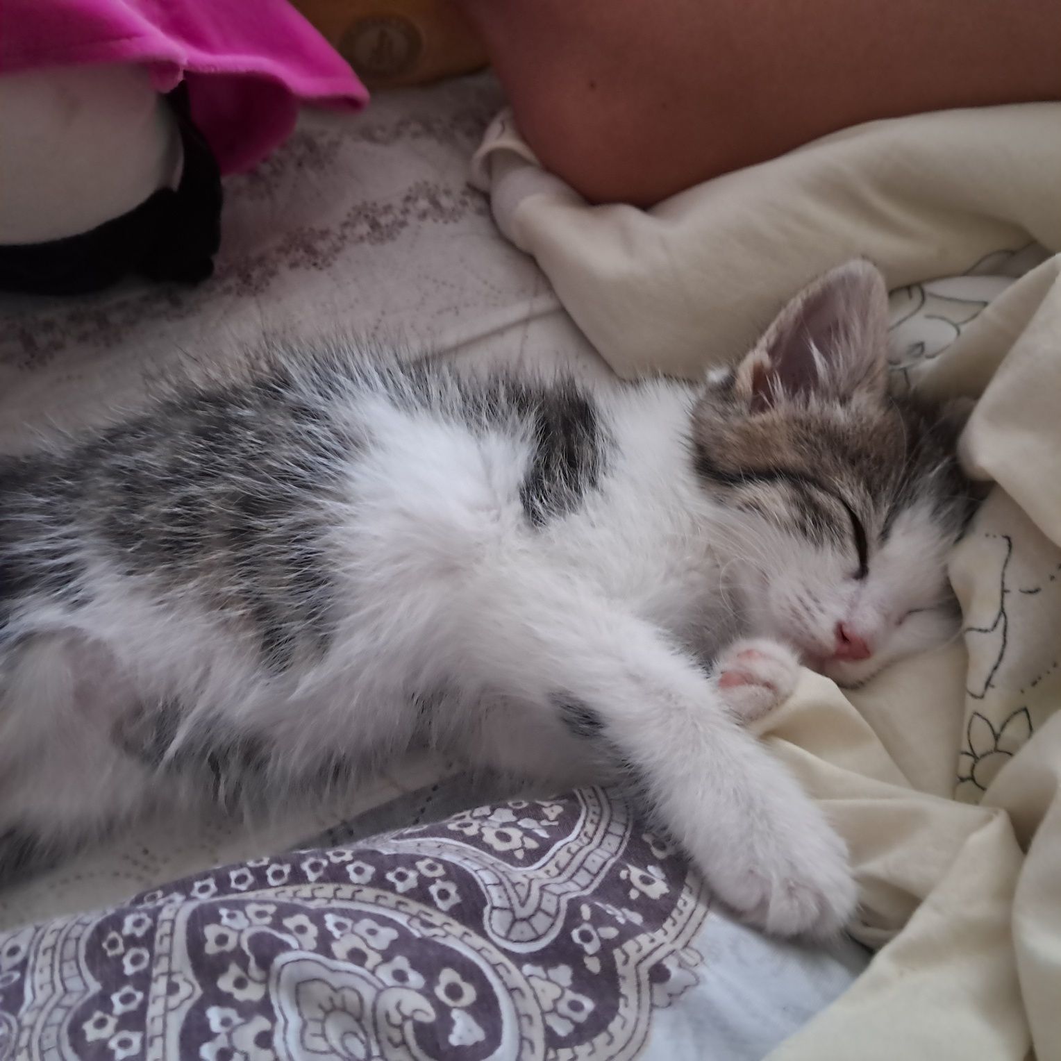 Котик в добрі руки