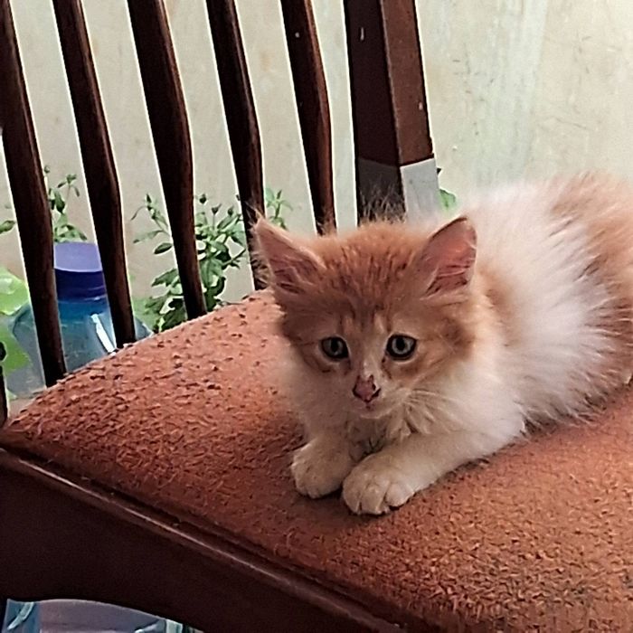 Пропало кошеня Йося