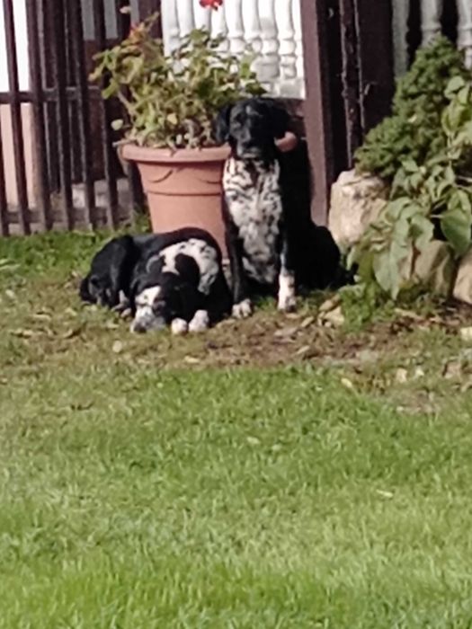 Psy miesszance z dalmatynczykiem