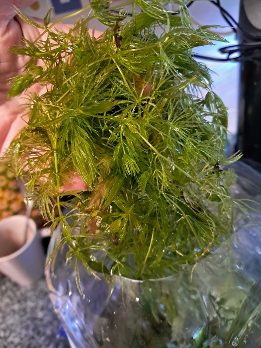 Planta foxtail para aquário