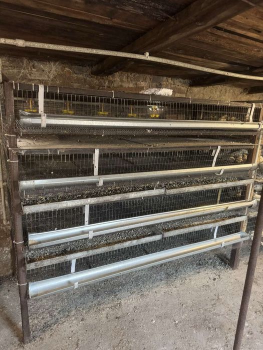 Перепелиная мини ферма