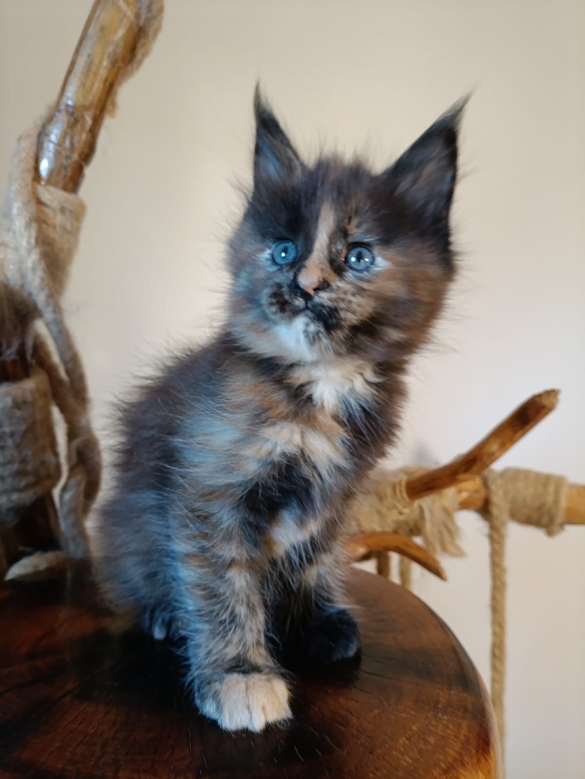 Przeurocza koteczka Maine Coon