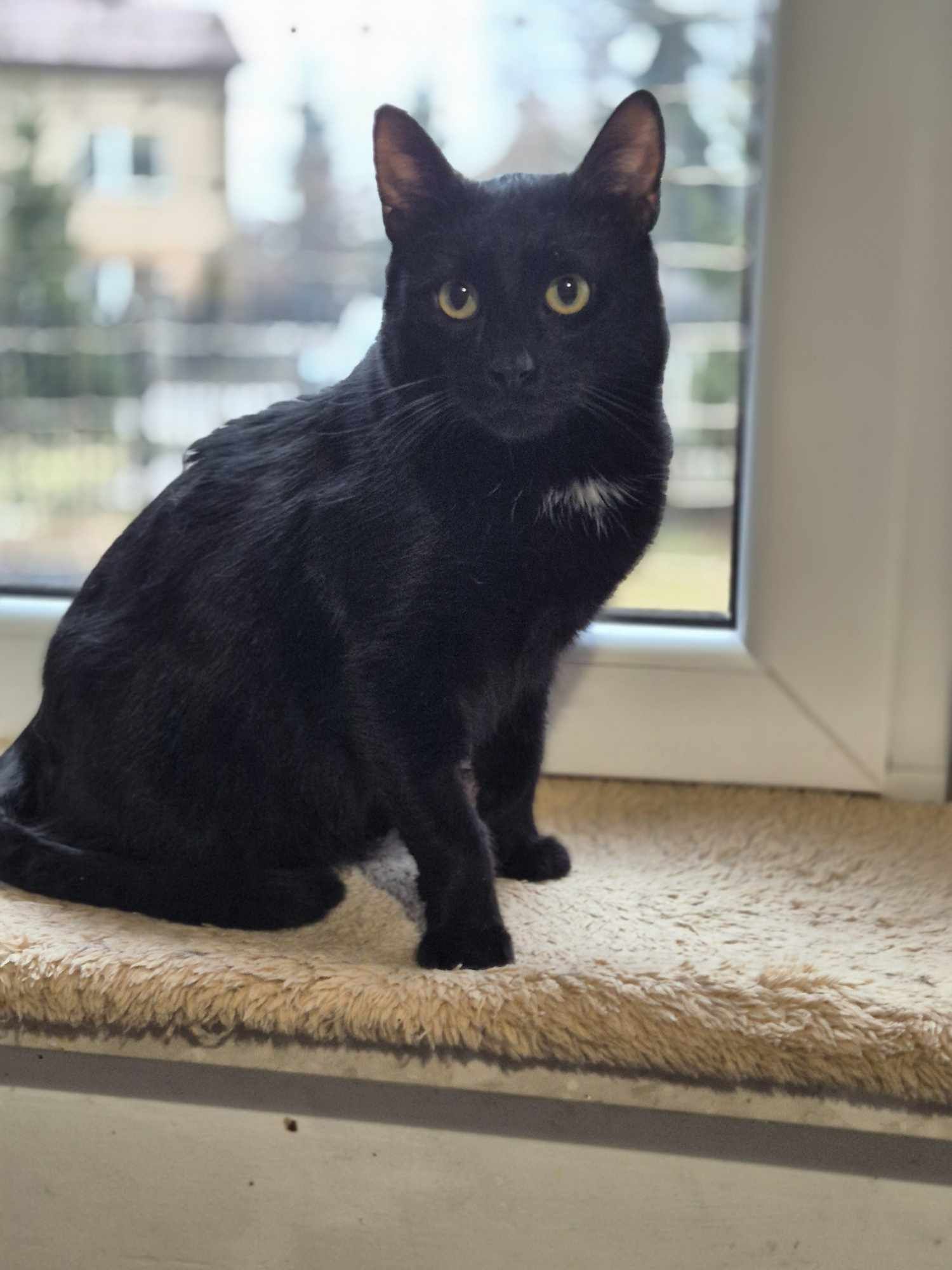 Gacuś najmilszy kot na świecie - kot do adopcji