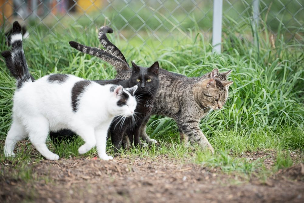 Kocurek Gizmo do adopcji!