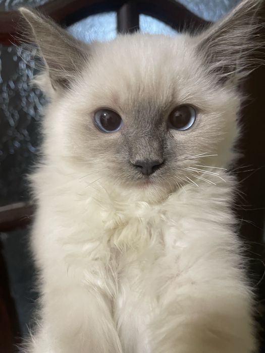 Przecudny kocurek Ragdoll