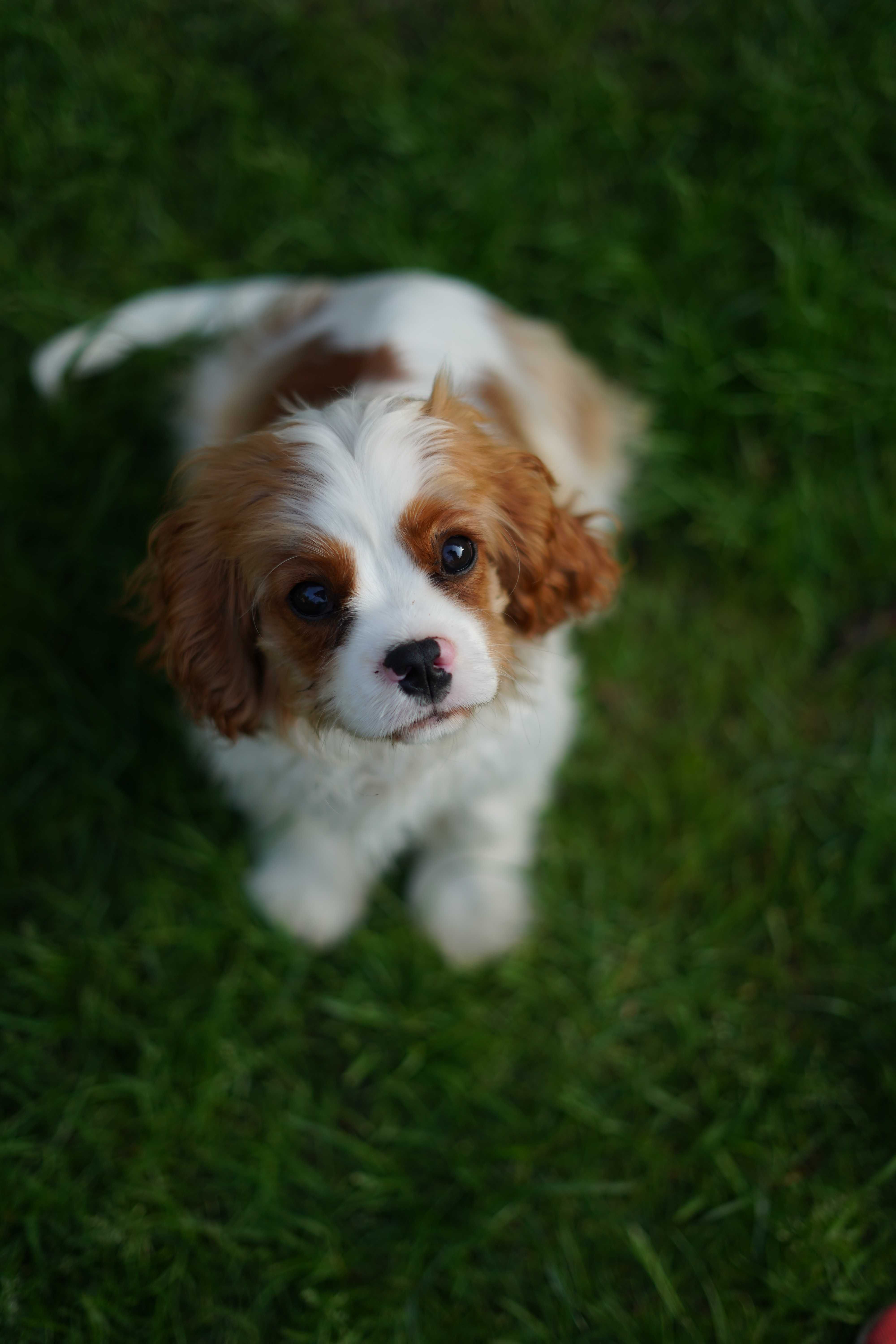 Cavalier King Charles Spaniel FCI ZKWP