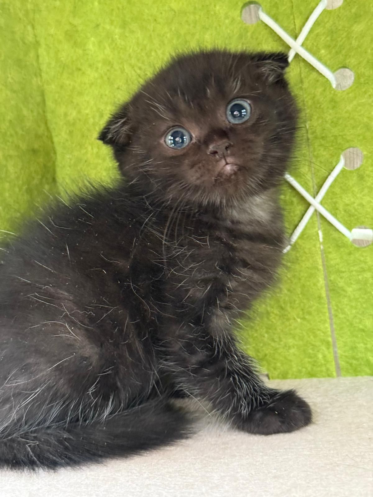 Macho Scottish fold