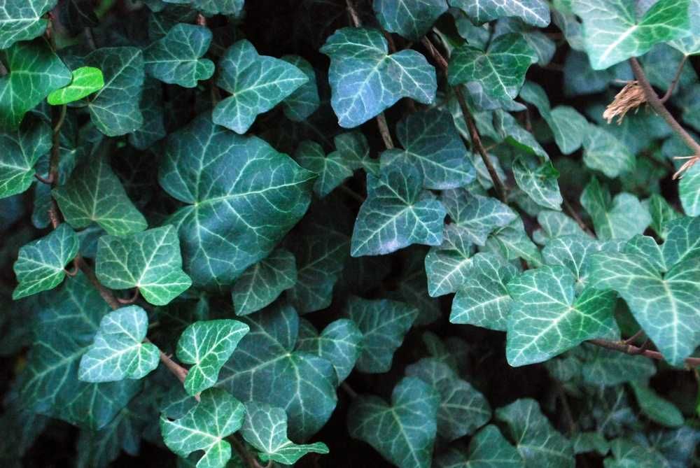 Bluszcz Pospolity 'Goldfinger' - Hedera Helix (25)