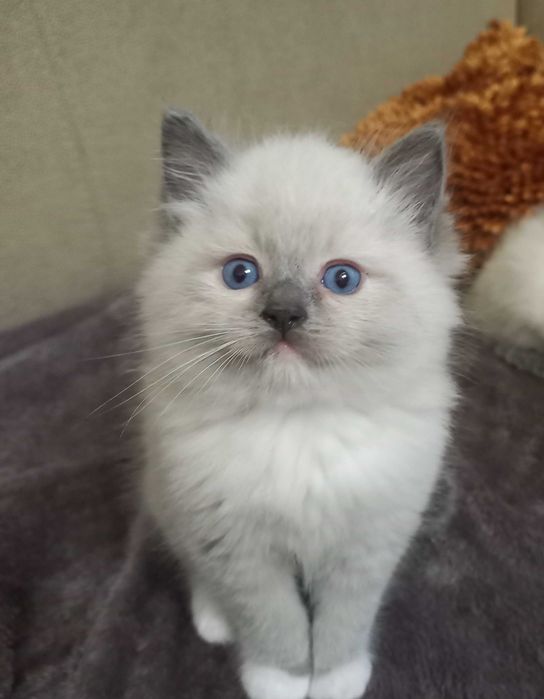 Piekny kocurek ragdoll FPL