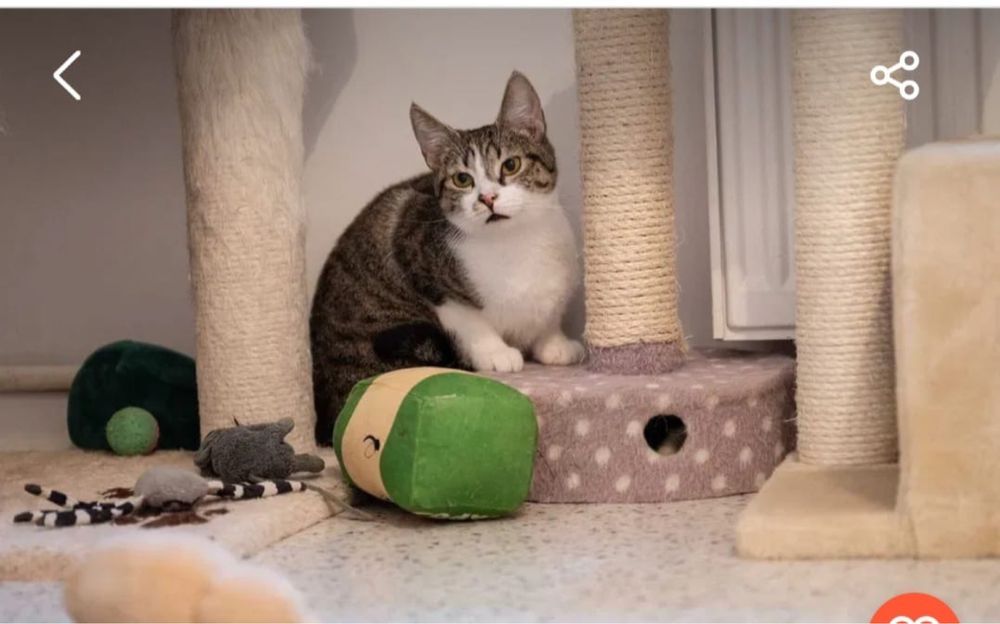 Gremlinka mloda kotka do adopcji